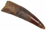 Fossil Spinosaurus Tooth - Real Dinosaur Tooth #352981-1
